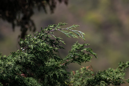 green mountain pine tree branch with green leaves on a sunny day
