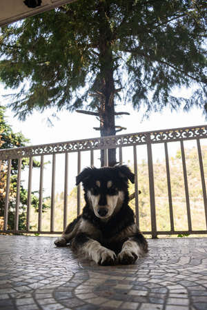 white and black colored mountain street dog relaxing in the balcony on a sunny dayの写真素材