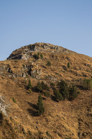 high altitude mountains with pine trees and dried grass on a hot sunny day