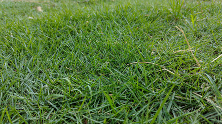 This photo can be used as additional property for your business