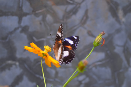 Butterfly on a flower in the garden,Thailand.