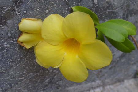 Yellow flower of Allamanda cathartica on stone background.