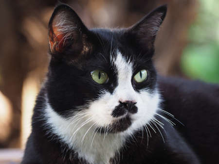 the black and white cat it staring at the victimの写真素材