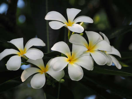 beautiful white plumeriaの写真素材