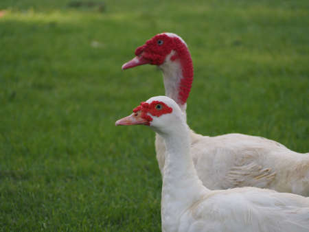 two duck looking for foodの写真素材