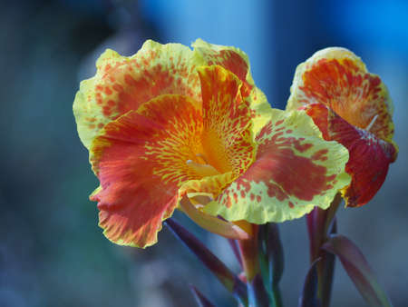 canna flowers bloom in the morning comfortable colorの写真素材