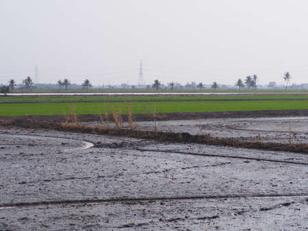 rice planting areaの写真素材