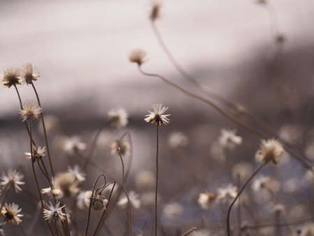 grass flower roadの写真素材