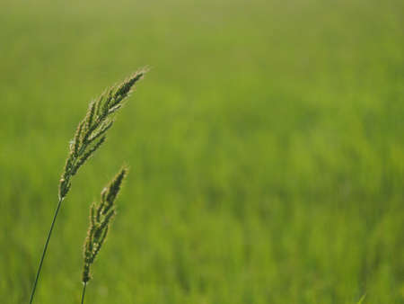 flowers in the fieldの写真素材