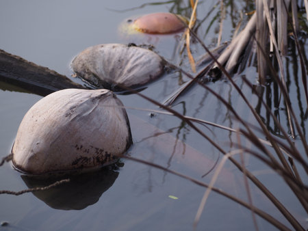 coconut floating to float