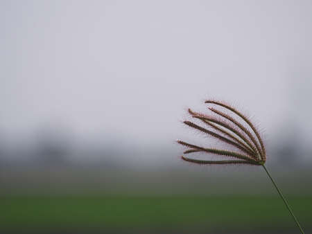grass flower bouquetの写真素材