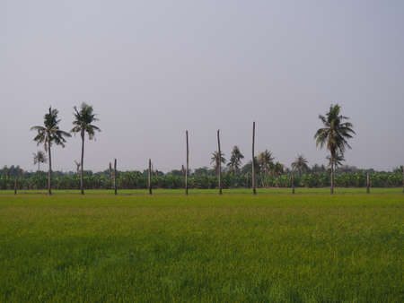 coconut trees in the fieldの写真素材