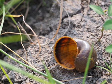 dead shell on the groundの写真素材