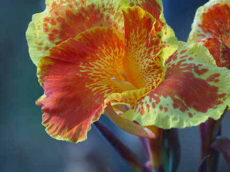 canna flower in a color gadenの写真素材