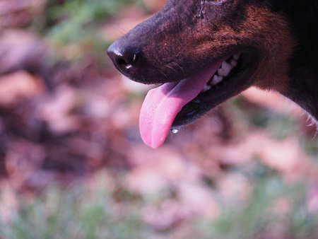 hot dogs are very thirstyの写真素材