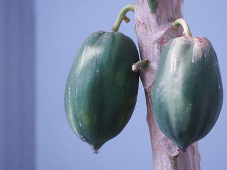 green papaya near the time to cookの写真素材