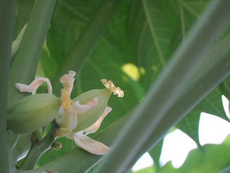 papaya fruit it smell before the big bollの写真素材