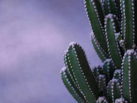 cactus with bright white spruceの写真素材