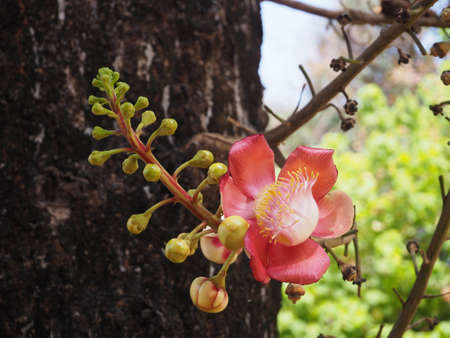 Sala flower in the gardenの写真素材