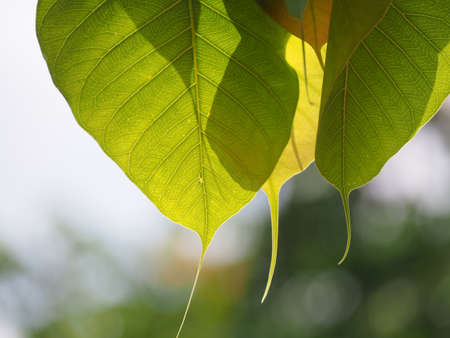 The sun sends the beautiful color of the buddhaの写真素材