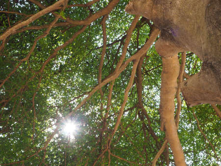 Look up at the sunlit treesの写真素材