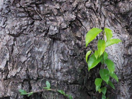 Black bark with green leaves grow beautifulの写真素材