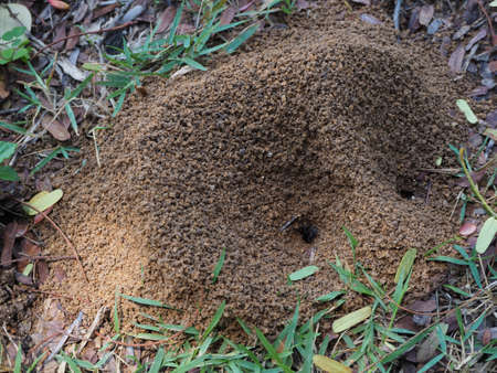 Black ants Help the earth dig the soilの写真素材