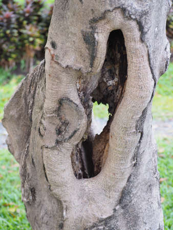 The tree is suitable for animals.の写真素材