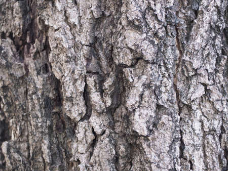 Beautiful gray bark pattern.の写真素材