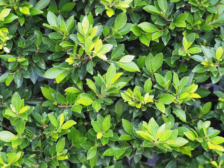 Green leaves look goodの写真素材