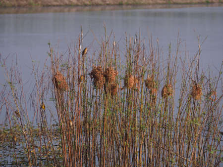 bird's nest is a groupの写真素材