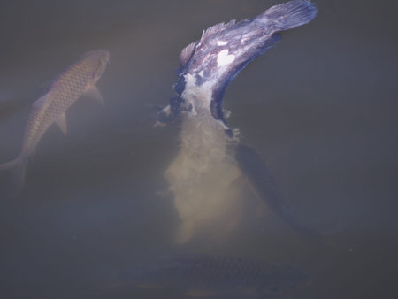 fish is eating dead fish