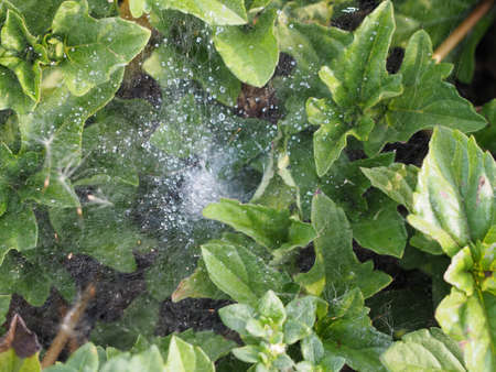 Dew spider webの写真素材