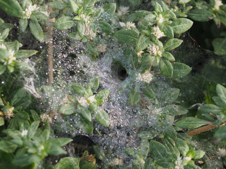 Dew spider webbed nestsの写真素材