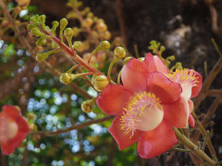Sala flower look beautifulの写真素材