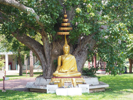 Buddha sitting under the bodhi tree in the templeの写真素材