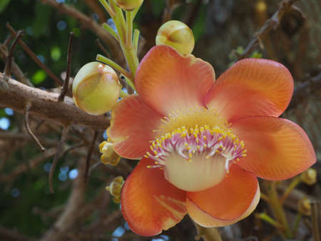 In the garden there is a sala plantの写真素材