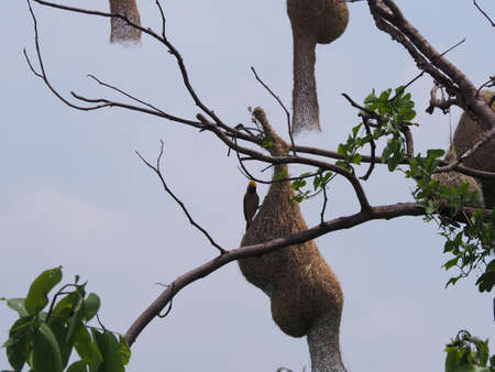 beautiful bird watchの写真素材
