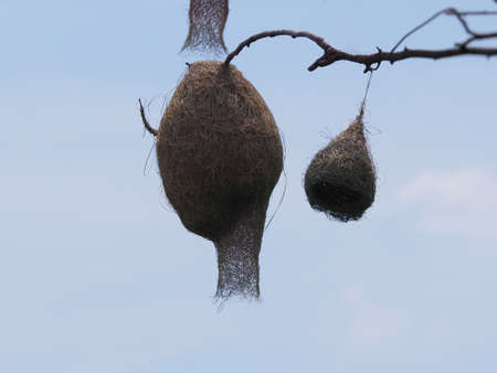 Nest prominent treeの写真素材