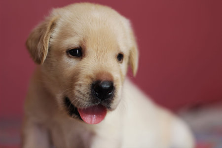Labrador Puppyの写真素材