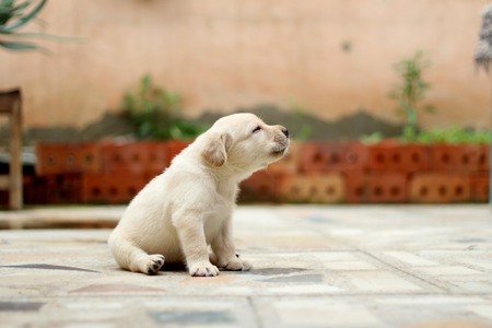 Labrador Puppyの写真素材