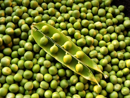Vegetable photography with green peas in a black pot with an opened pod fruit placed diagonally on top with peas contained in the pod placedの写真素材