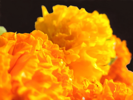 Yellow and orange marigold close up macro bokeh for indian festival used as garlandの写真素材