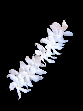Isolated bunch of plucked white crape jasmine, East Indian Rosebay pinwheel flower having five petals with yellow central part arranged in diagonal row pattern placed on a black minimalist backgroundの写真素材