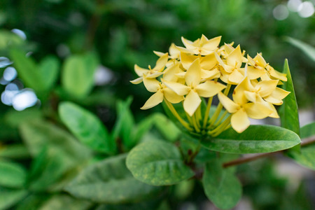 yellow ixoraの写真素材