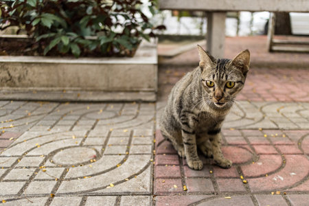 Tabby Catの写真素材