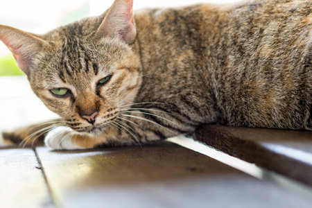 Feral cat