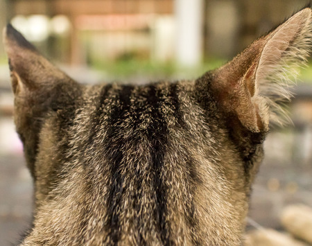 Tabby Catの写真素材