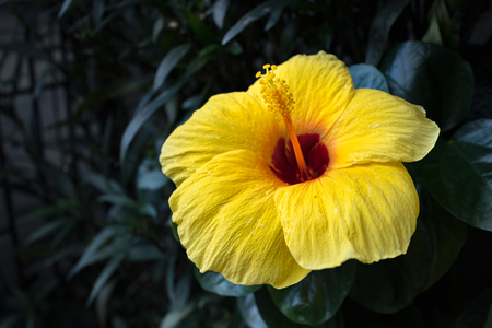 yellow flowerの写真素材