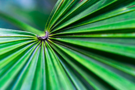 close up shot of the palm leaf